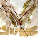 carolyn desoucey